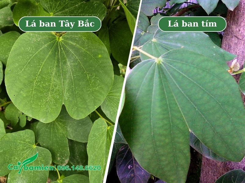 Cây hoa ban có mấy loại và cách phân biệt qua hình dáng lá cây