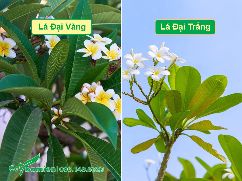 Hình dáng lá cây hoa đại vàng và đại trắng