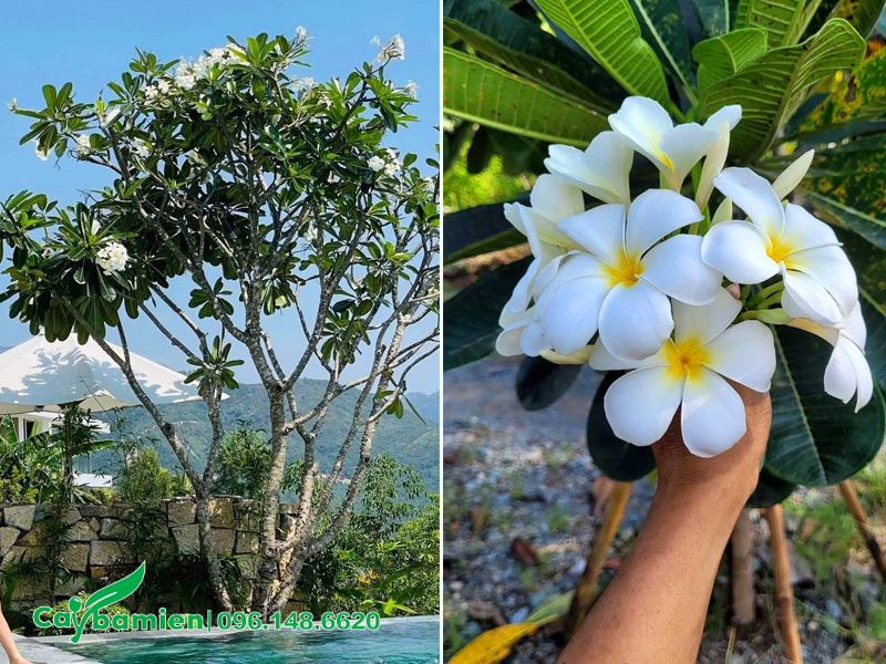 Trồng cây hoa đại trắng ở hồ bơi