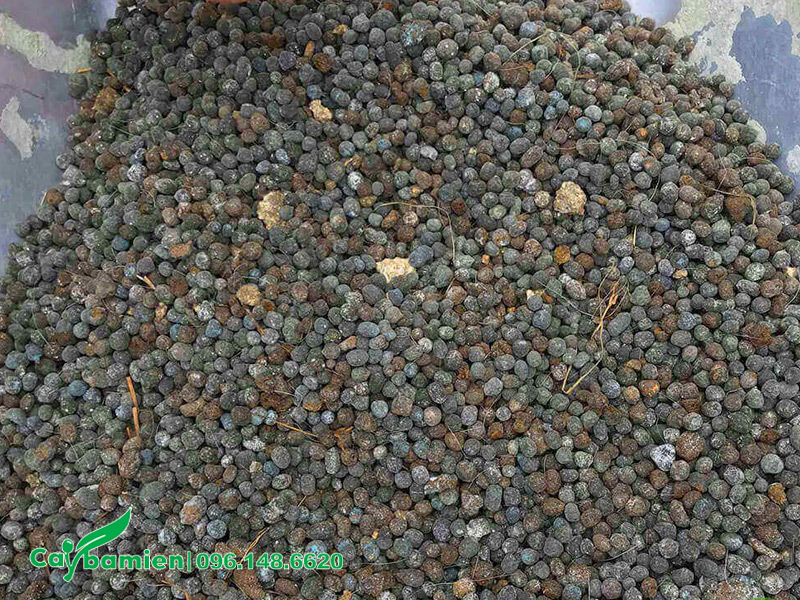 Phân dê dùng để trồng cây cảnh, cây xanh công trình
