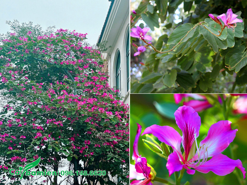 Cây ban tím trồng trong sân vườn biệt tự nở siêu nhiều hoa