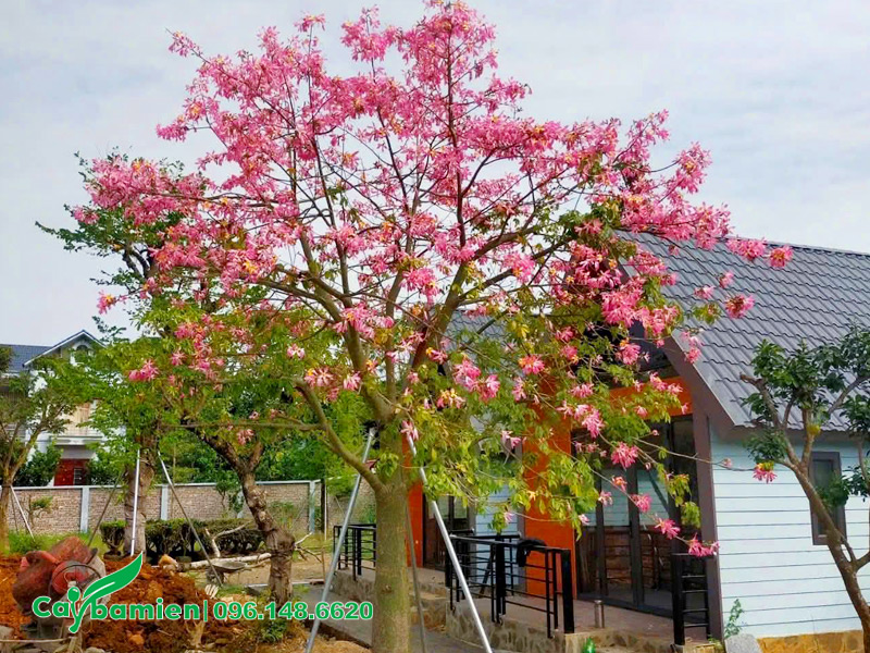 Thi công trồng cây hoa Mỹ Nhân trước nhà