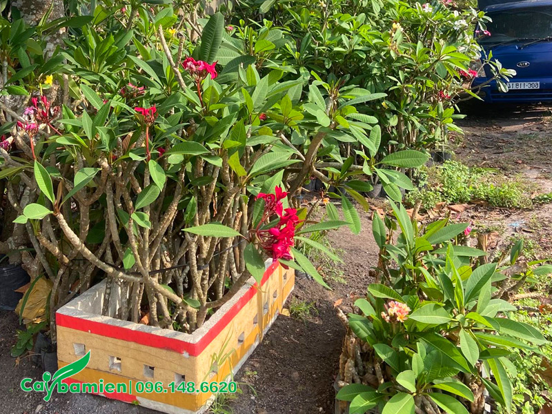 Xếp cây hoa đại giống vào dưới gốc cây bóng mát