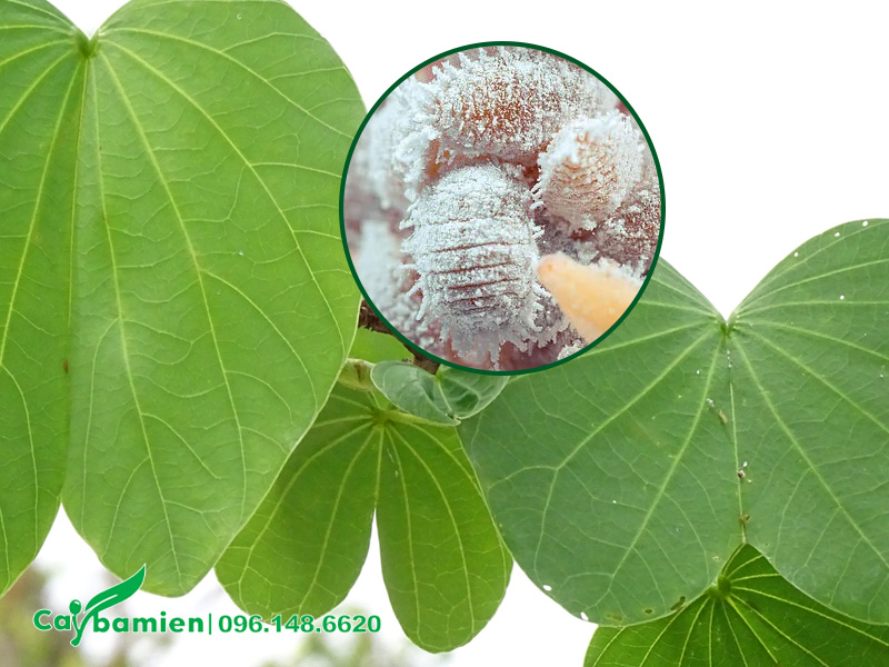 Rệp sáp ẩn núp ở mặt dưới của lá, hình dáng giống như bụi trắng