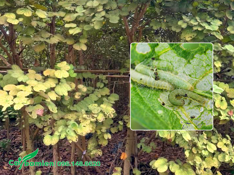 Vườn cây hoa ban Tây Bắc bị sâu ăn lá tấn công