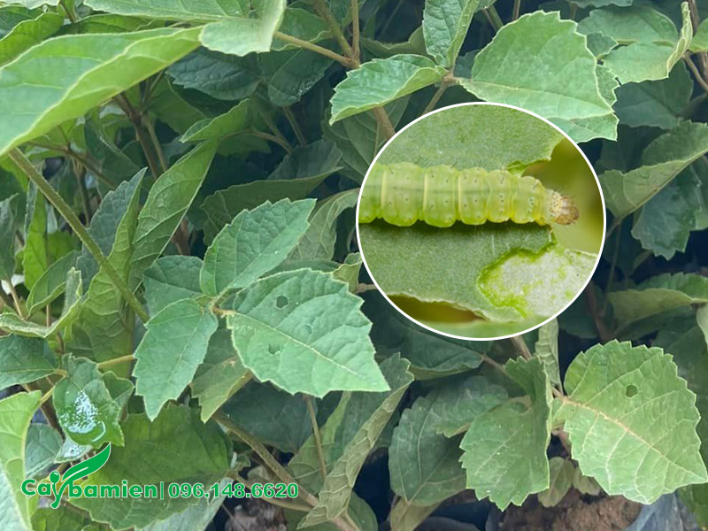 Sâu ăn lá tấn công lá của cây phong linh giống