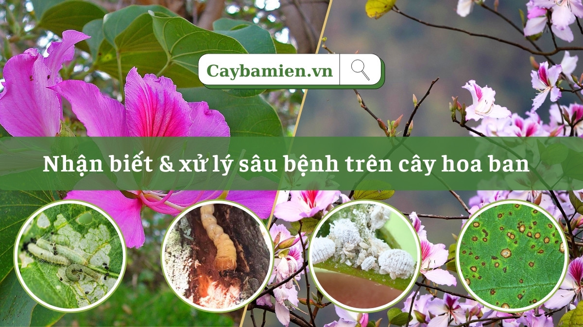 Cách nhận biết và xử lý 4 loại sâu bệnh thường gặp trên cây hoa ban