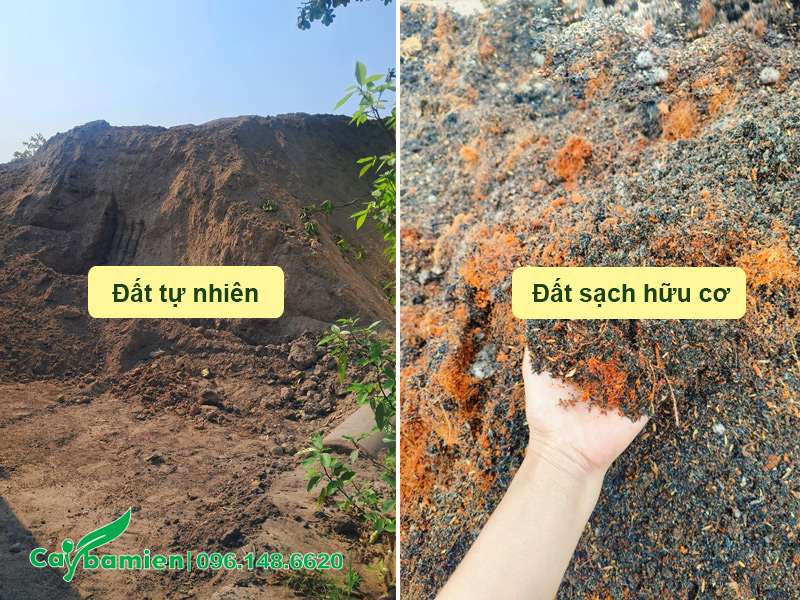 Đất thịt tự nhiên và đất đã trộn giá thể hữu cơ
