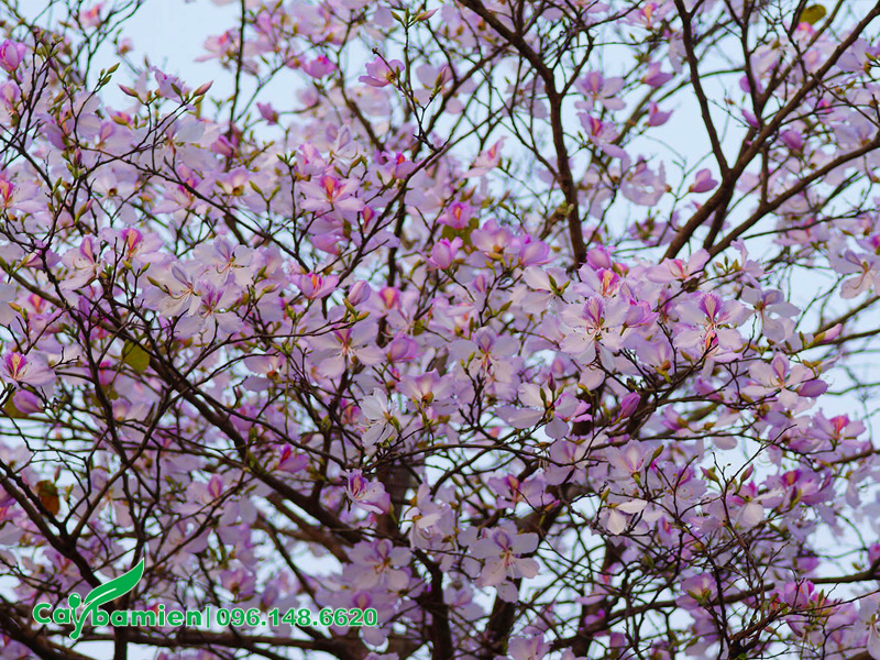 Hàng ngàn bông hoa ban nở rộ