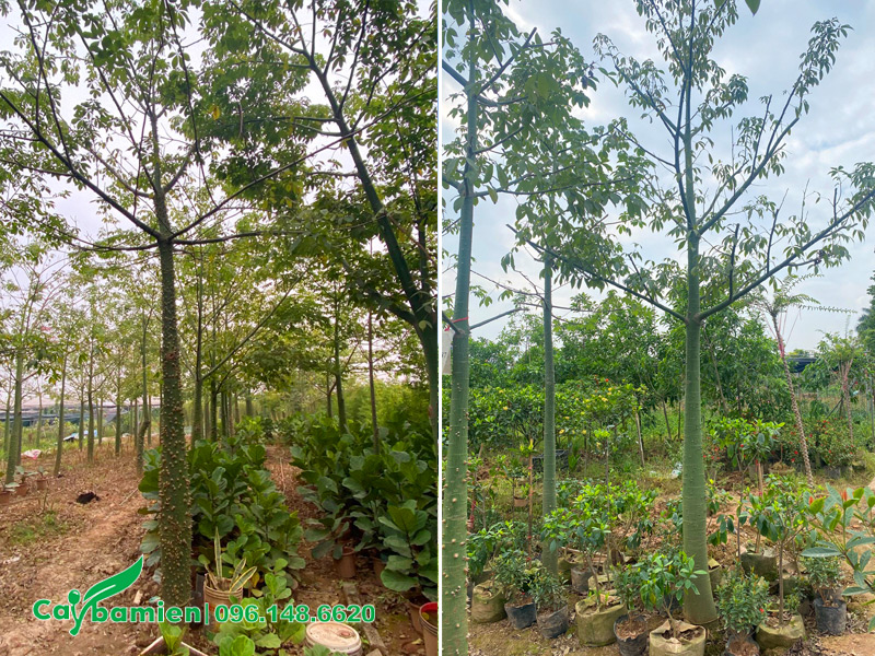 Cắt tỉa vườn cây Mỹ Nhân công trình để cây nhận ánh sáng tốt hơn