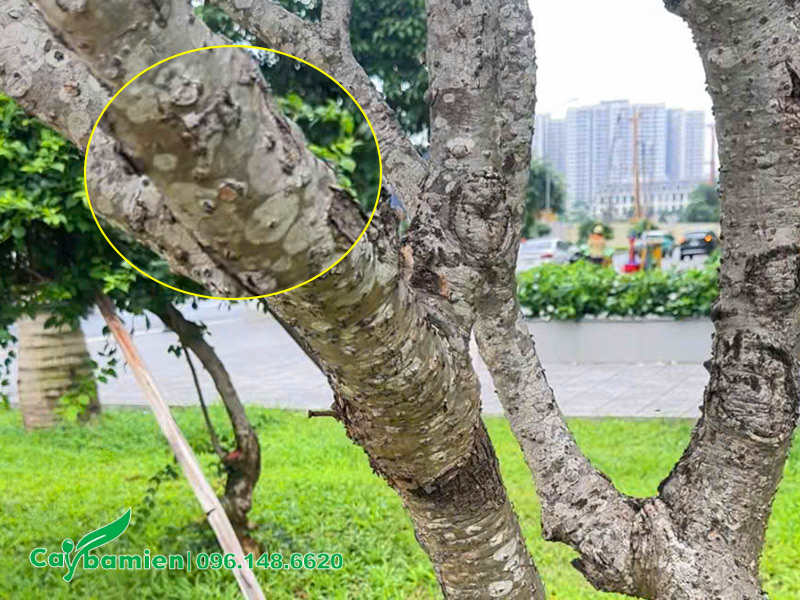 Quan sát cận cảnh thân của cây hoa sứ đại trắng