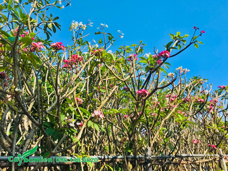 Vườn cây hoa đại giâm cành