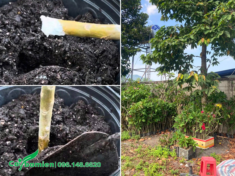 Tiến hành giâm cành cây hoa đại đỏ, đại vàng và đại trắng