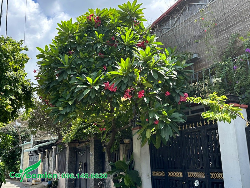 Trồng cây hoa đại trước cổng nhà thu hút may mắn