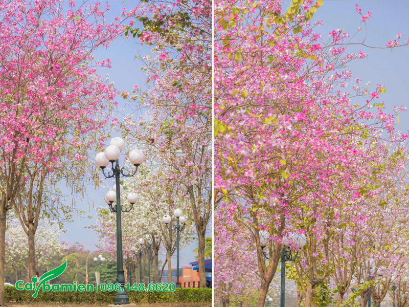 Những hàng hoa ban nở rộ trong nối đi bộ khu biệt thự