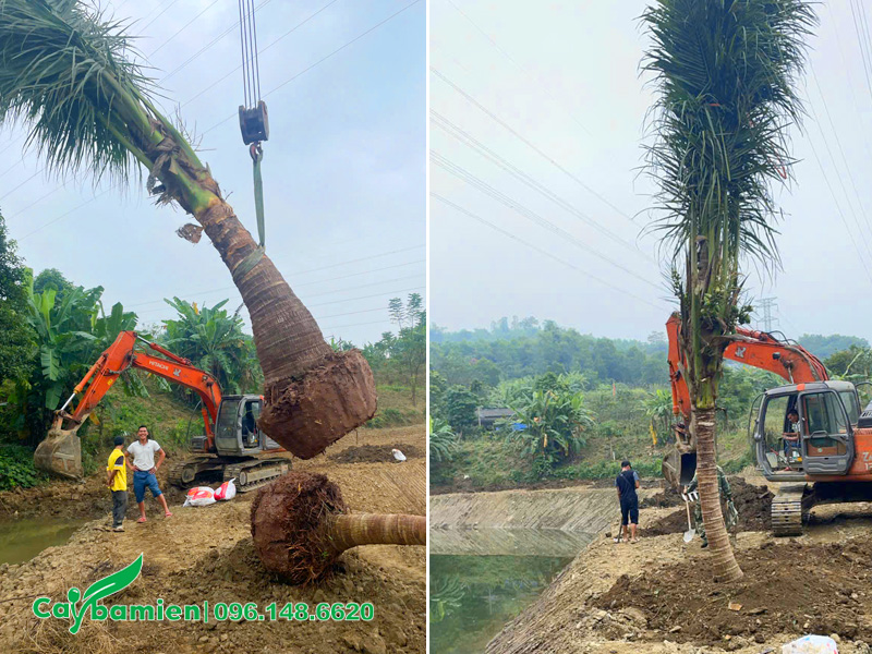 Trồng cây dừa công trình lóng cao 2m
