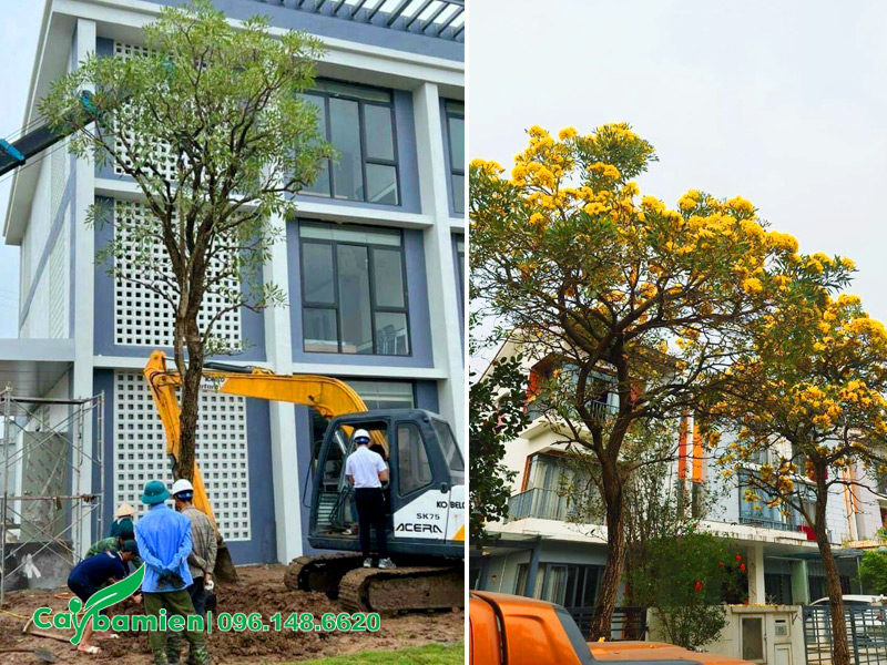 Trồng cây Chuông Vàng cổ thụ trước nhà, tòa nhà văn phòng