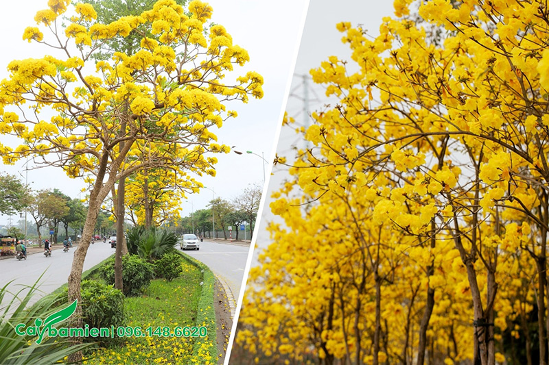 Hình ảnh cây chuông vàng và cây phong linh trồng đường phố đô thị