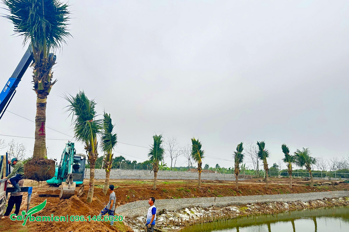 Dự án trồng 100 cây dừa cho khuôn viên trang trại ở Hưng Yên