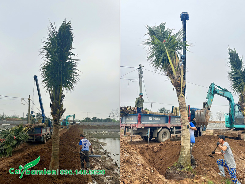 Trồng cây dưa cho khuôn viên trang trại nuôi cá tại tỉnh Hưng Yên