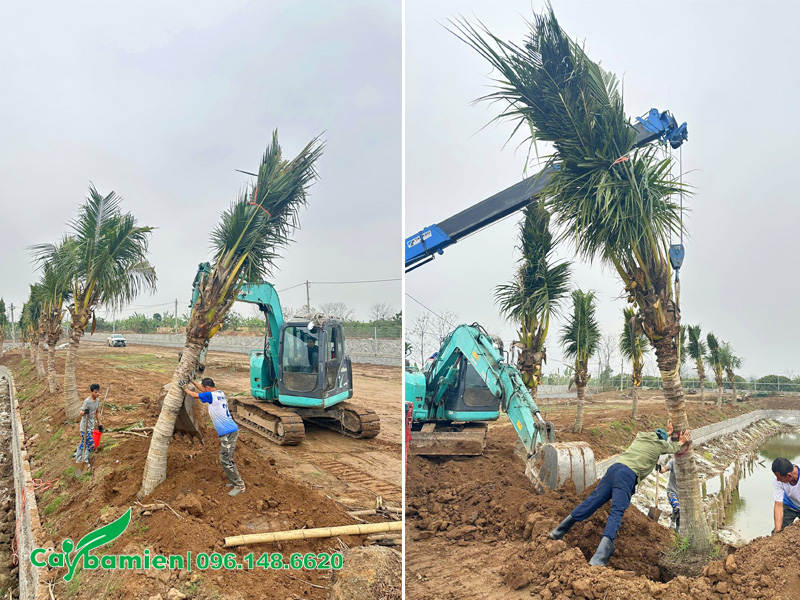 Công nhân dang tiến hành thi công trồng cây dừa cho khuôn viên trang trại nuôi cá