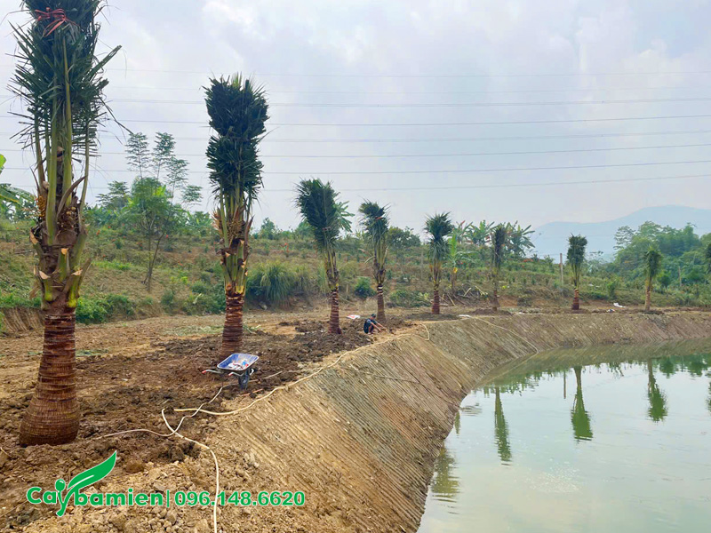 Những hàng dừa thi công trồng tại một trang trại nuôi cá