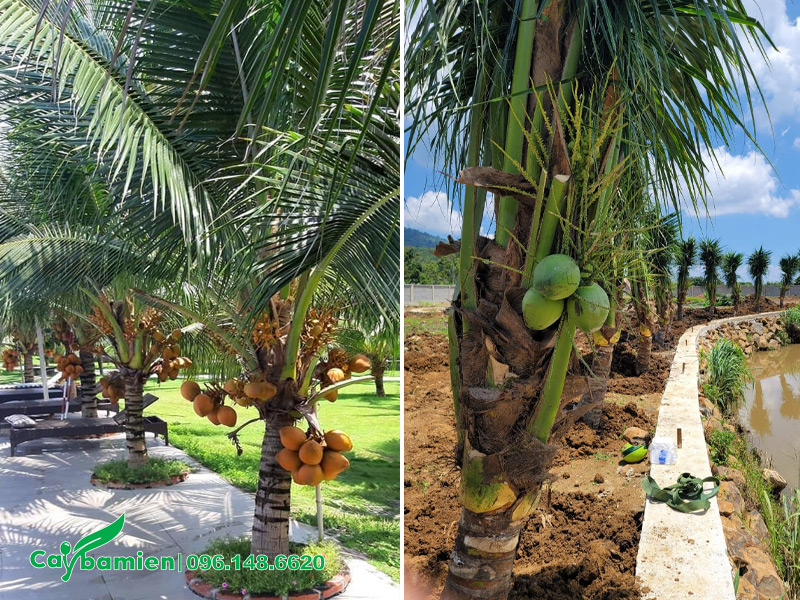 Cây dừa trồng trên đất phèn vừa làm cây bóng mát cảnh quan, vừa là cây ăn quả năng suất cao