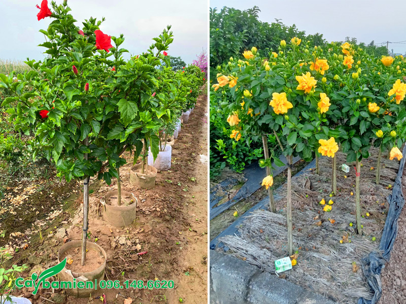 Vườn nhân giống và trồng cây hoa dâm bụt trên đất phèn