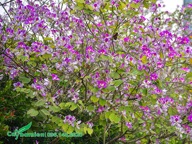 Tán cành của cây hoa ban tây bắc tỏa rộng đến vài mét