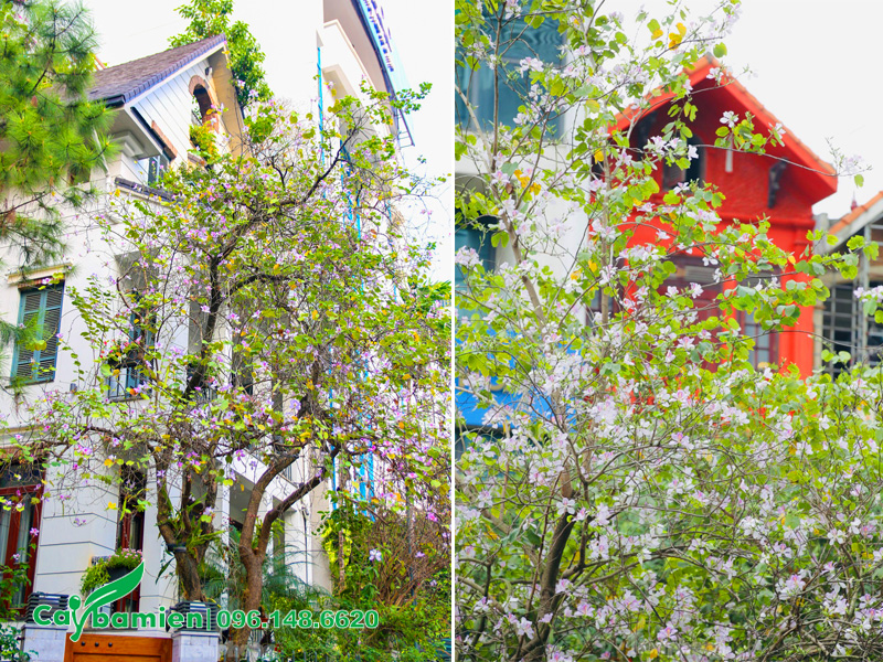 Cây hoa ban Tây Bắc cổ thụ trồng trước cổng nhà biệt thự