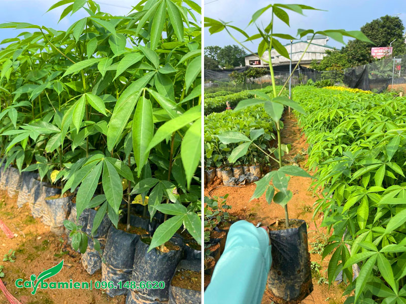 Cây giống Mỹ Nhân chiều cao khoảng 30 - 35cm