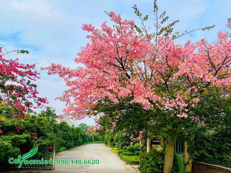 Trồng cây hoa mỹ nhân trước cổng nhà máy
