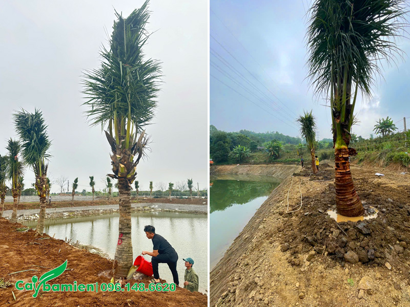 Tưới thuốc kích rễ cho cây dừa trồng trong khuôn viên trang trại nuôi cá