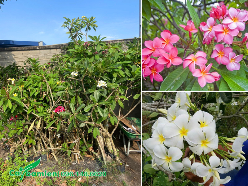 Nhân giống số lượng lớn cây hoa đại hồng và đại trắng