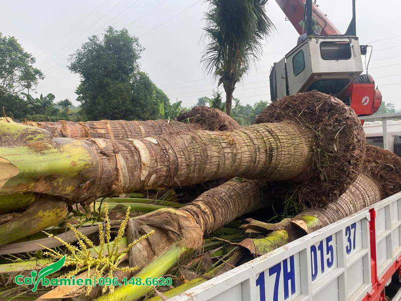 Những xe dừa được giao tại cổng vào khu trang trại tại Hưng Yên