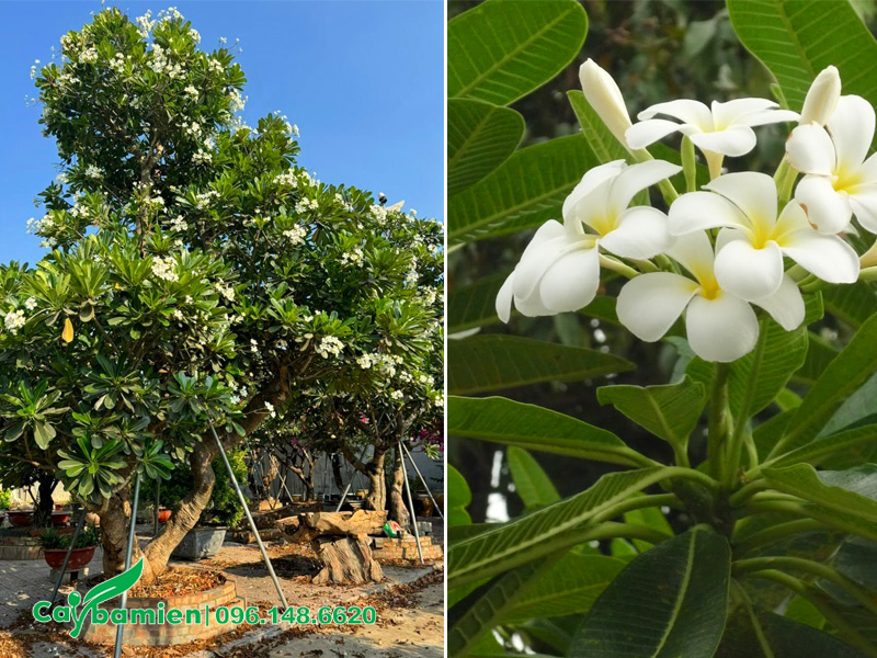 Chọn vị trí trồng cây hoa đại trong phong thủy đem đến tài lộc, sinh khí