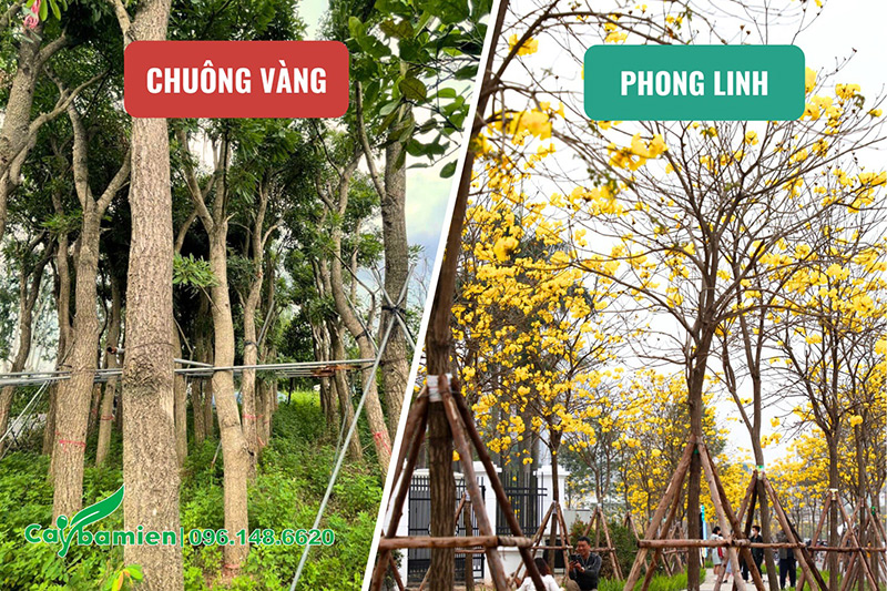 Thân cành của hai loại cây này cũng có nhiều điểm khác nhau