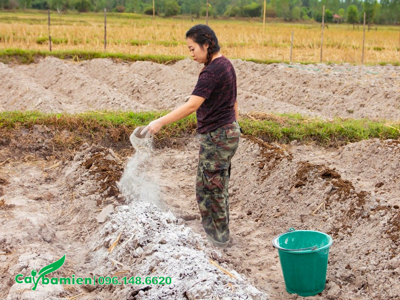 Bà con nông dân bón vôi để khử chua cho đất phèn trước khi canh tác