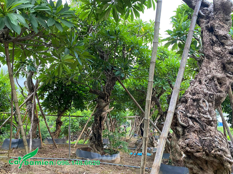 Vườn dưỡng ủ những cây hoa đại cổ thụ to lớn