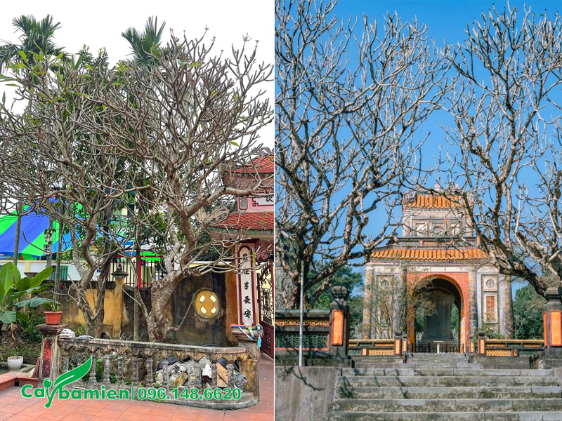 Cây hoa đại cổ thụ trồng ở trước cổng chùa, đền thờ