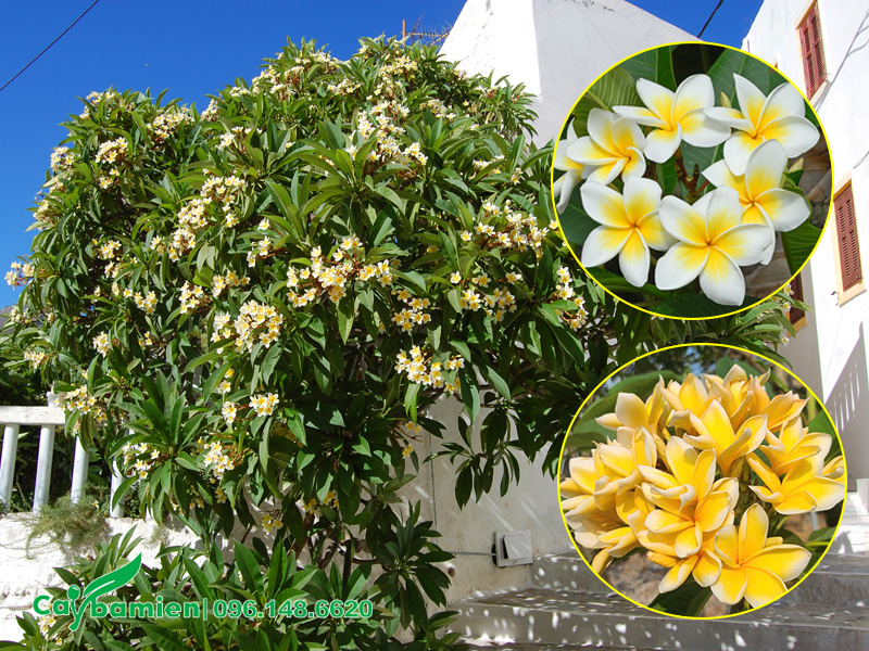 Khám phá những ý nghĩa của cây hoa đại trong phong thủy