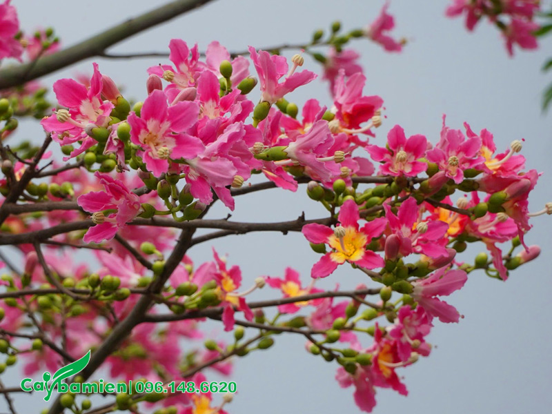 Hoa Mỹ Nhân nở rộ trên đầu cành, vô cùng rực rỡ