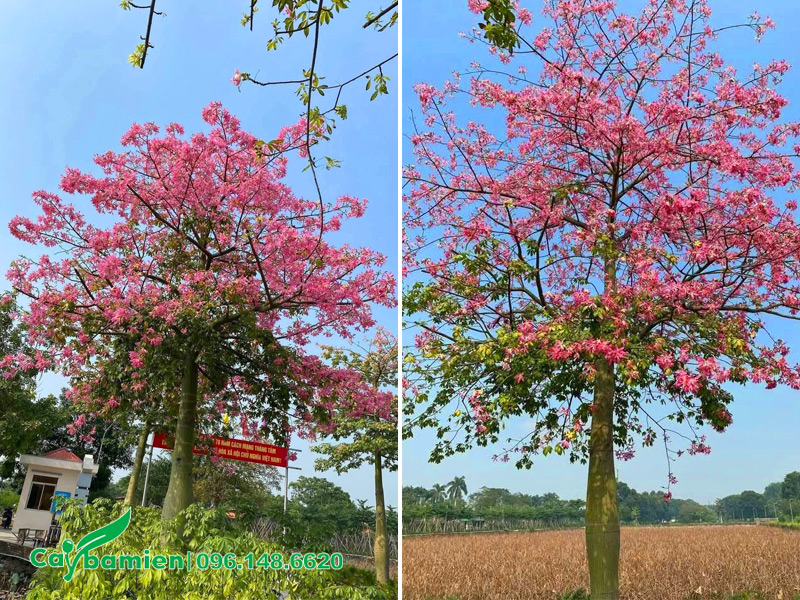 Những cây hoa mỹ nhân đẹp, nở rộ vào mùa Đông