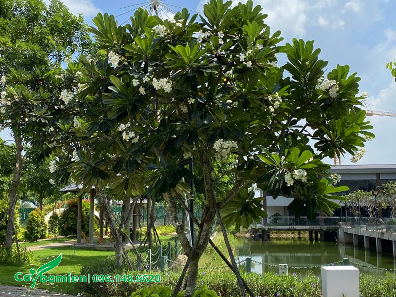 Ý nghĩa cây hoa đại trắng trong phong thủy