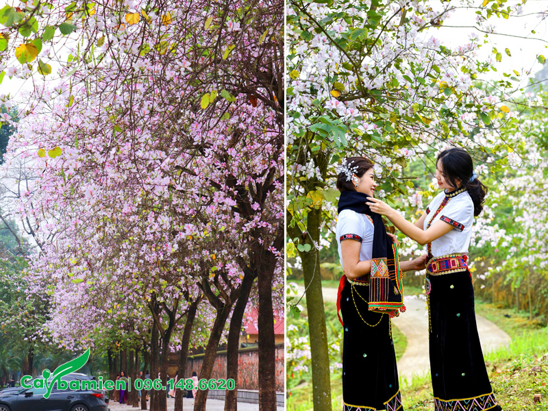 Mùa Xuân đến những cây ban Tây Bắc bắt đầu nở rộ hoa