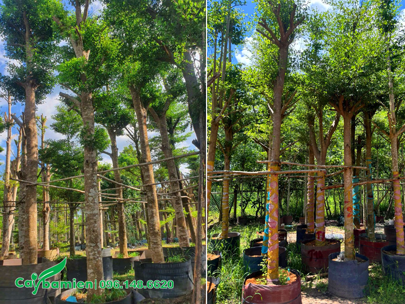 Cây Bàng Đài Loan công trình cao 4 - 5m