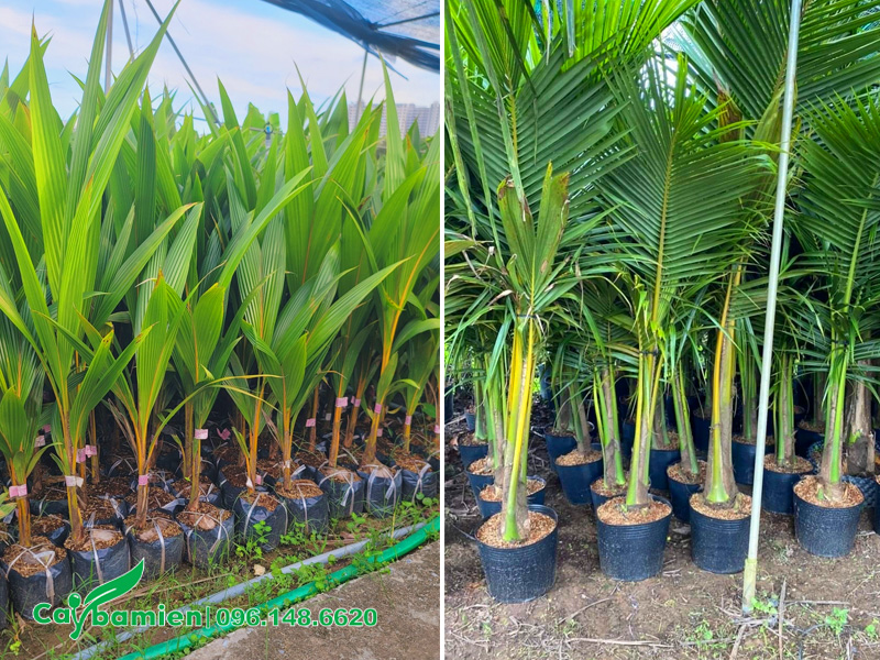 Vườn cây dừa giống đạt điều kiện xuất vườn