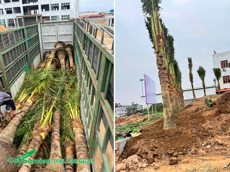 Cung cấp số lượng lớn cây dừa công trình thân cao 2 - 3m, trồng tận nơi cho dự án