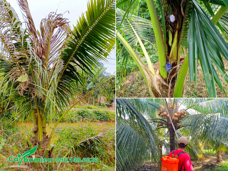 Bệnh thối đọt trên cây dừa