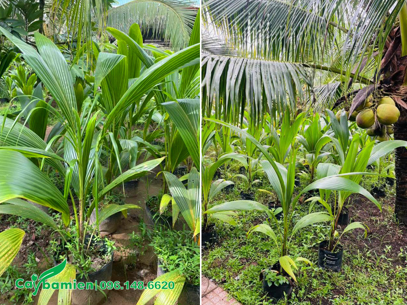 Vườn cây dừa con trồng trong bầu cao 50cm